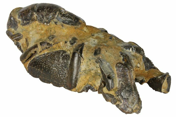 Fossil Mud Lobster (Thalassina) - Australia #109294